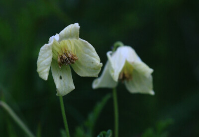 Clematis aethusifolia 芹叶铁线莲，毛茛科铁线莲属。