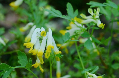 Corydalis speciosa 珠果黄堇，紫堇科紫堇属。