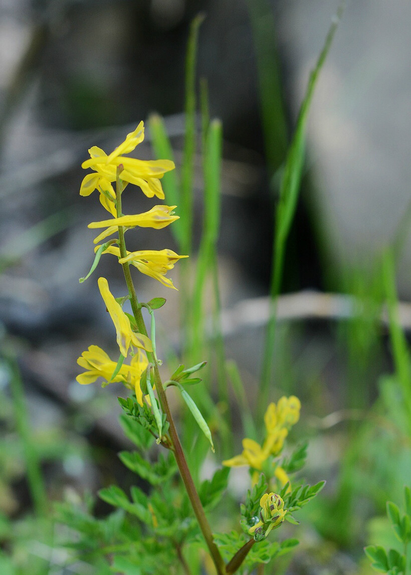 Corydalis speciosa 珠果黄堇，紫堇科紫堇属。