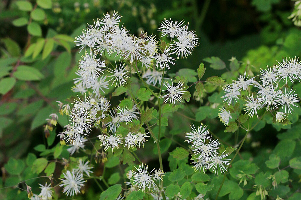 Thalictrum przewalskii 长柄唐松草，毛茛科唐松草属。