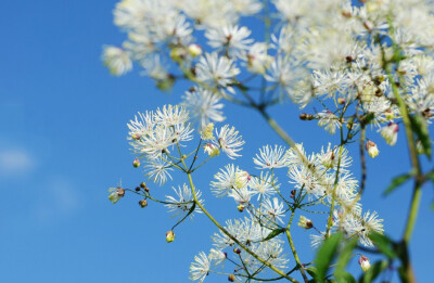 Thalictrum aquilegiifolium var. sibiricum 唐松草，毛茛科唐松草属。