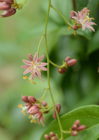 Illigera rhodantha 红花青藤，莲叶桐科青藤属。