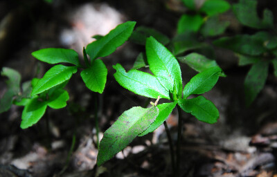 Mankyua chejuense ，瓶尔小草科仙指蕨属。蕨类，本属仅一种即本种，产于韩国。本属与国产的瓶尔小草属、七指蕨属近缘，可用营养胞体（trophophore）以及孢子囊群的形态区分。属名纪念的是韩国蕨类学家朴万奎（Pak M…