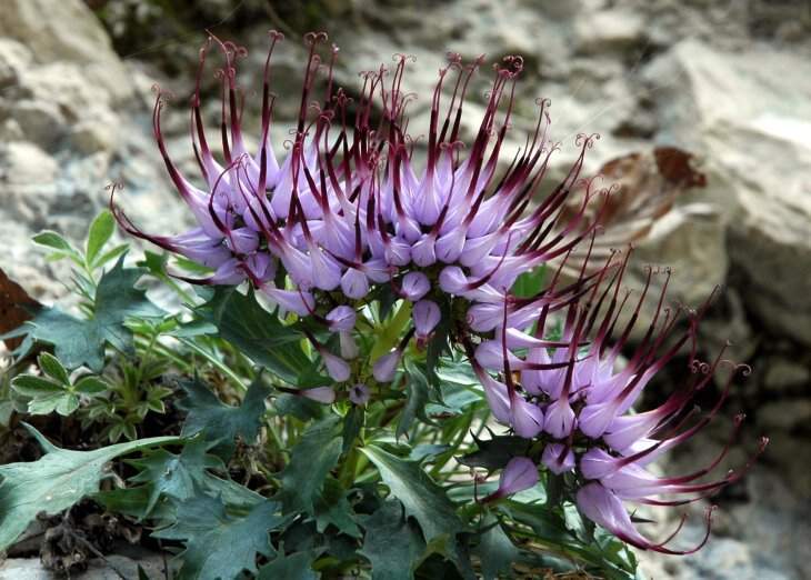 Physoplexis comosa （中文名：恶魔之爪、簇角风铃草、冠角风铃草） 为桔梗科多年生宿根植物，为阿尔卑斯山（Alps）南部多洛米蒂山区（Dolomiti Region）特有物种，生于海拔300～2100米处石灰岩岩壁的裂缝中，原归入牧根草属（Phyteuma）名下，现因APG分类法单独分为一属，单种，种加名“comosa”意为：成簇状的。