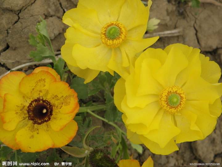 花菱草，（学名：Eschscholtzia californica Cham.），为多年生草本植物，常作一、二年生栽培。耐寒力较强，喜冷凉干燥气候、不耐湿热，炎热的夏季处于半休眠状态，常枯死 ，秋后再萌发。原产美国加利福尼亚州