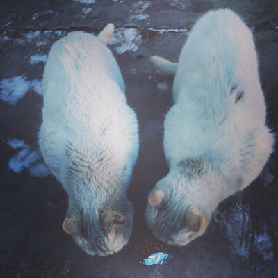 世界上所有的生物都有权利活着