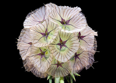 Scabiosa stellata 星芒松虫草（星花轮峰菊），忍冬科（川续断科）蓝盆花属。川续断科和败酱科在新的分类结果中归并于忍冬科。