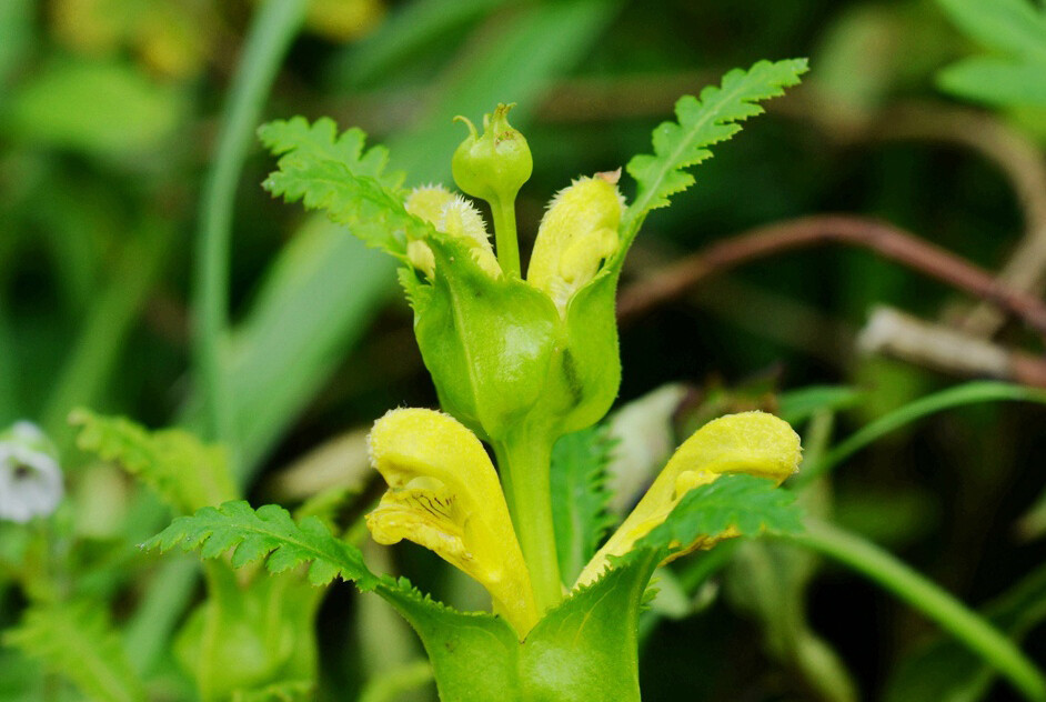 Pedicularis rex 大王马先蒿，玄参科马先蒿属。