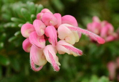 Grevillea baueri 匍枝银桦（地被银桦），山龙眼科银桦属。