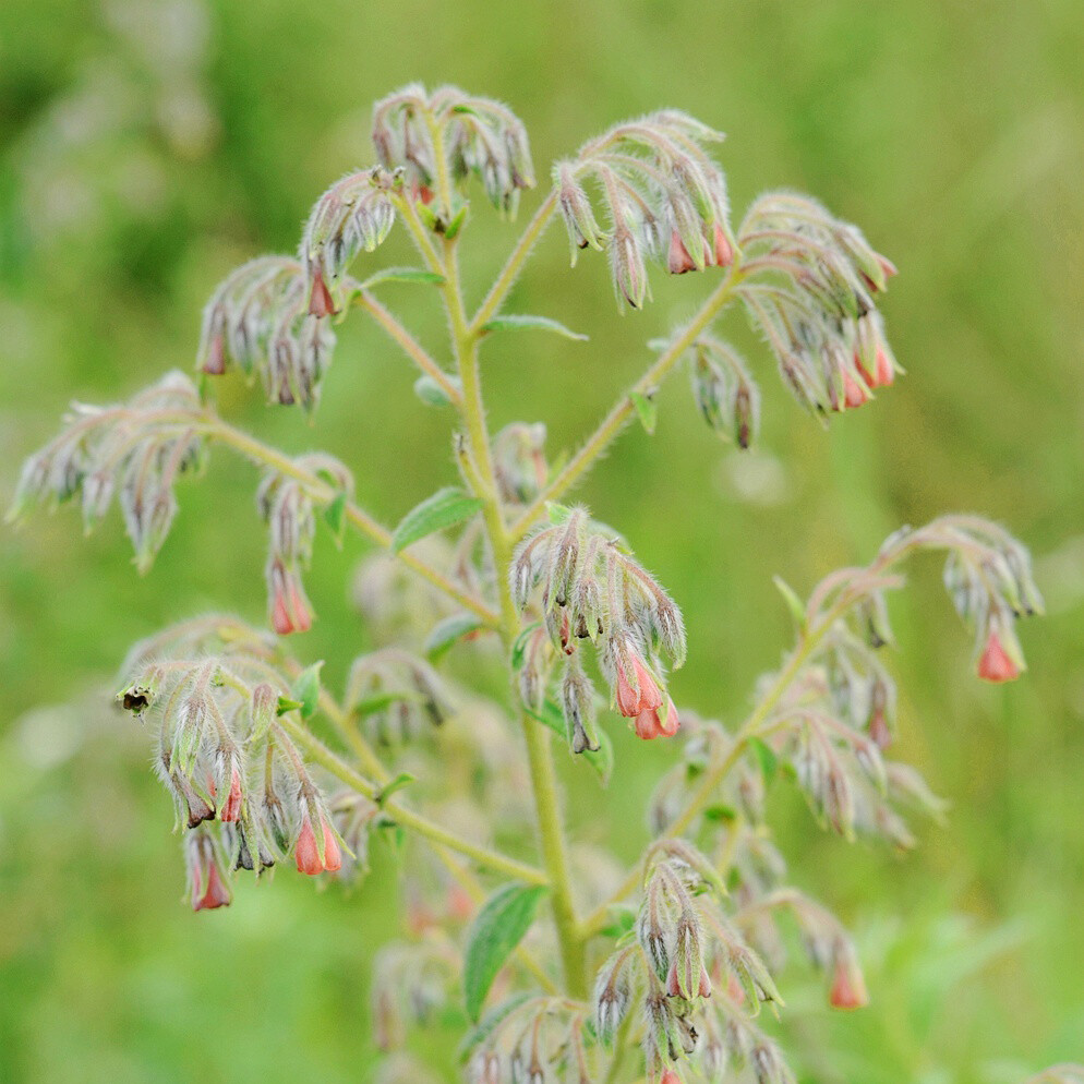 Onosma paniculatum 滇紫草，紫草科滇紫草属。