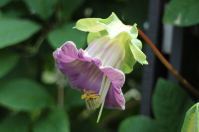 Cobaea scandens 电灯花，花荵科电灯花属。藤本。花初开时绿色，后渐渐变紫。