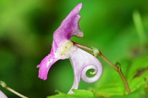 Impatiens rostellata 短喙凤仙花，凤仙花科凤仙花属。