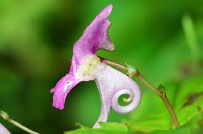 Impatiens rostellata 短喙凤仙花，凤仙花科凤仙花属。