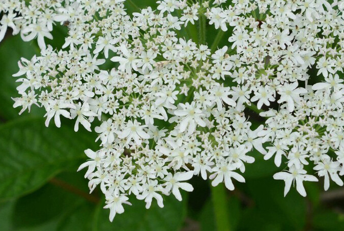 heracleummoellendorffii短毛独活伞形科独活属