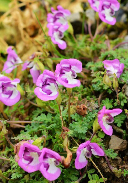 Pedicularis mussotii 谬氏马先蒿，玄参科马先蒿属。