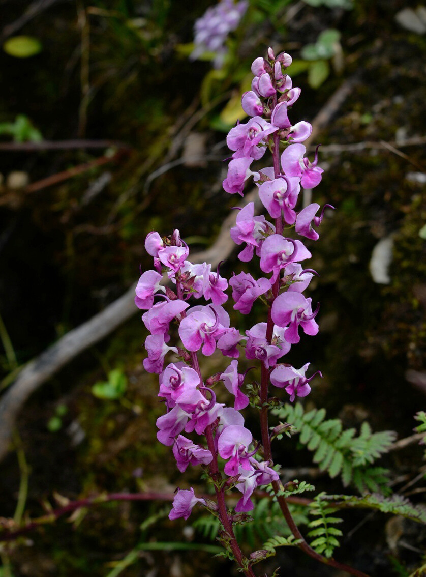 Pedicularis davidii 扭盔马先蒿（大卫氏马先蒿），玄参科马先蒿属。