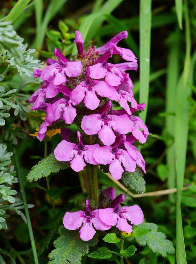 Pedicularis szetschuanica 四川马先蒿，玄参科马先蒿属。