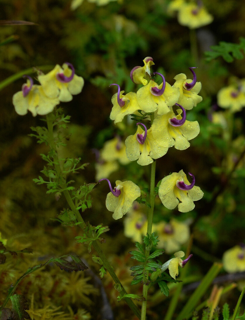 Pedicularis torta 扭旋马先蒿，玄参科马先蒿属。