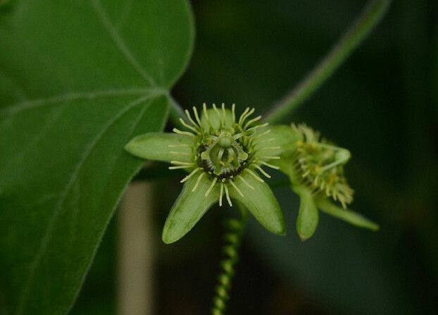 Passiflora suberosa 细柱西番莲，西番莲科西番莲属。