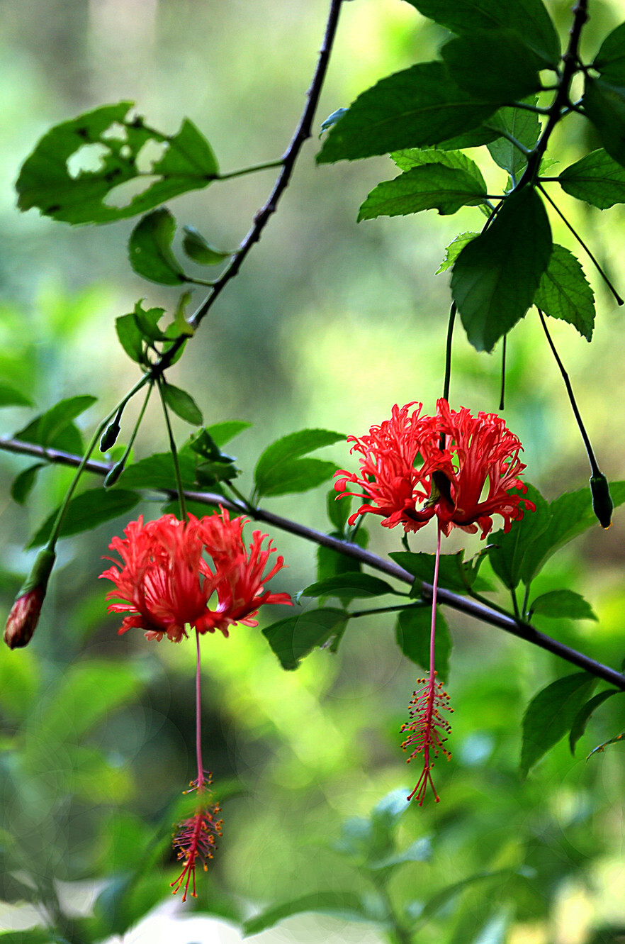 吊灯扶桑（学名：Hibiscus schizopetalus (Masters) Hook.f.）：常绿直立灌木，产中国台湾、福建、广东、广西和云南南部各热地，均系栽培。原产东非热带。为热带各国常见的园林观赏植物；耐修剪，也是常见的绿篱植物。