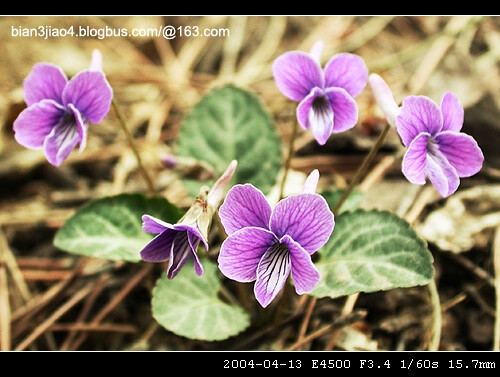 斑叶堇菜（学名：Viola variegata），别名:天蹄。堇菜科堇菜属的植物。多年生草本。全草可入药，具有清热解毒；凉血止血功效。可用于痈疮肿毒；创伤出血。