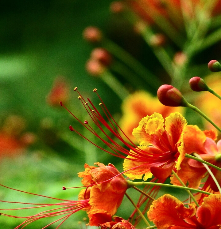 金凤花（学名：Caesalpinia pulcherrima (L.) Sw.）：原产地西印度群岛，中国云南、广西、广东和台湾均有栽培。为热带地区有价值的观赏树木之一。