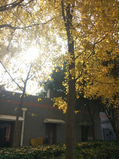 银杏 BY：Ulrica洛言珏