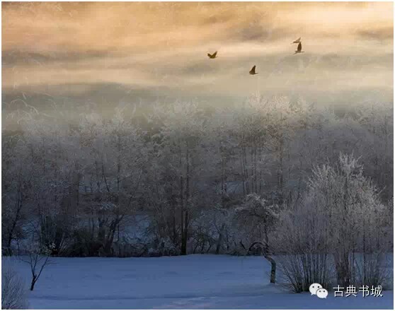 雪后霜林艳阳照，晨光寒鸟试比高。