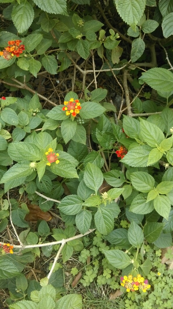 路边的花花草草