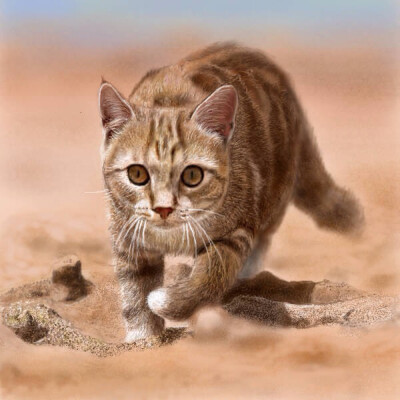 画师笔下的喵星人萌~~~要萌哭我了