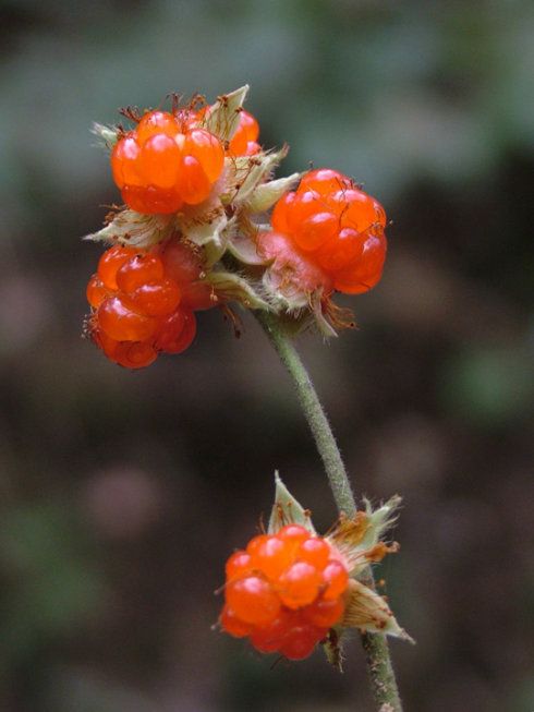 寒莓，中药名。为蔷薇科植物寒莓 Rubus buergeri Miq. 的茎叶。分布于江苏、安徽、浙江、江西、福建、台湾、湖北、湖南、广东、广西、四川、贵州等地。具有凉血止血，解毒敛疮之功效。常用于肺痨咳血，外伤出血，疮疡肿痛，湿疮流脓。