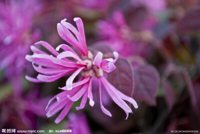 红花檵木（拉丁学名：Loropetalum chinense var.rubrum），又名：红继木、红梽木、红桎木、红檵花、红梽花、红桎花、红花继木，为金缕梅科、檵木属檵木的变种，常绿灌木或小乔木。主要分布于长江中下游及以南地区、…