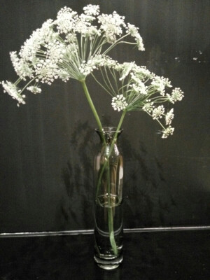 女王插的花就是不一样。