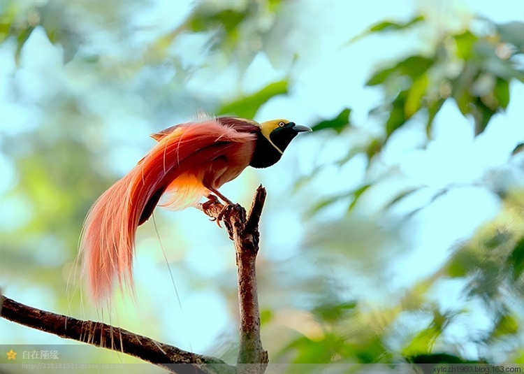 极乐鸟（雀形目风鸟科鸟类）即天堂鸟（雀形目鸟类）。 天堂鸟(Birds of Paradise)，被称为极乐鸟科(Paradisaeidae) 的天堂鸟,又称为燕雀目类。又名极乐鸟、太阳鸟、风鸟和雾鸟。与乌鸦是远房的“亲戚”。据统计，全世界共有40余种天堂鸟，在巴布亚新几内亚就有30多种。