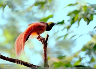 极乐鸟（雀形目风鸟科鸟类）即天堂鸟（雀形目鸟类）。 天堂鸟(Birds of Paradise)，被称为极乐鸟科(Paradisaeidae) 的天堂鸟,又称为燕雀目类。又名极乐鸟、太阳鸟、风鸟和雾鸟。与乌鸦是远房的“亲戚”。据统计，全…