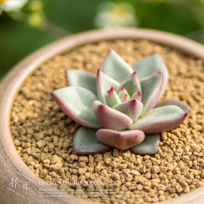 |拾年|天狼星朱丽叶 荷兰进口多肉植物绿植盆栽 精品100%实拍