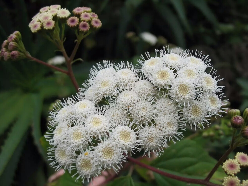 紫茎泽兰，菊科植物。传说中的飞机草，但不是真的哦，因为扩散快而得名。原产于墨西哥，有毒。