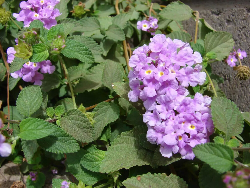 马缨丹的亲戚——蔓马缨丹（Lantana montevidensis），正如名字所点明的那样，蔓马缨丹的外形几乎就是蔓生的马缨丹，二者外形极相似，区分主要看花色，蔓马缨丹的小花都是淡紫色花冠，不过虽然颜色看起来清新了些但气味依然令人不敢恭维。