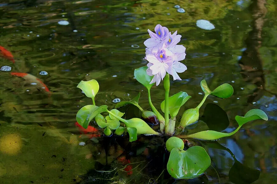 水葫芦，也叫凤眼蓝，雨久花科，学名唤作 Eichhornia crassipes，原产（又是）南美洲。