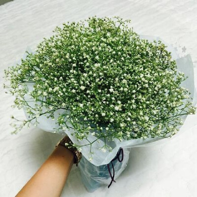 花束 满天星 baby's breath 花簇 植物 鲜花 插花 花朵 花团