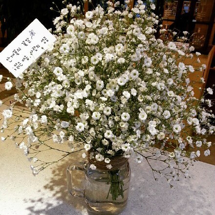 花束 满天星 baby's breath 花簇 植物 鲜花 插花 花朵 花团