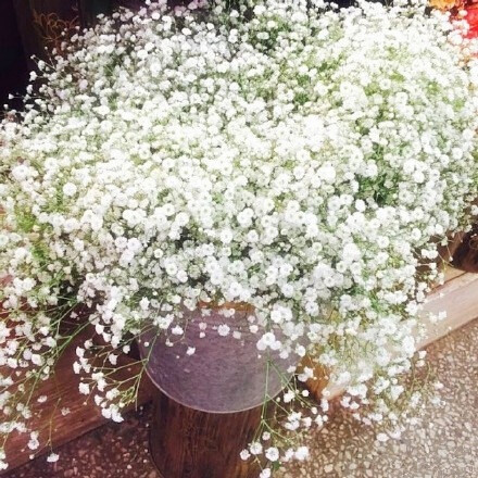 花束 满天星 baby's breath 花簇 植物 鲜花 插花 花朵 花团