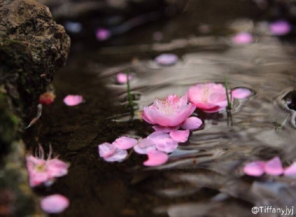 曲水流觞，桃花不尽