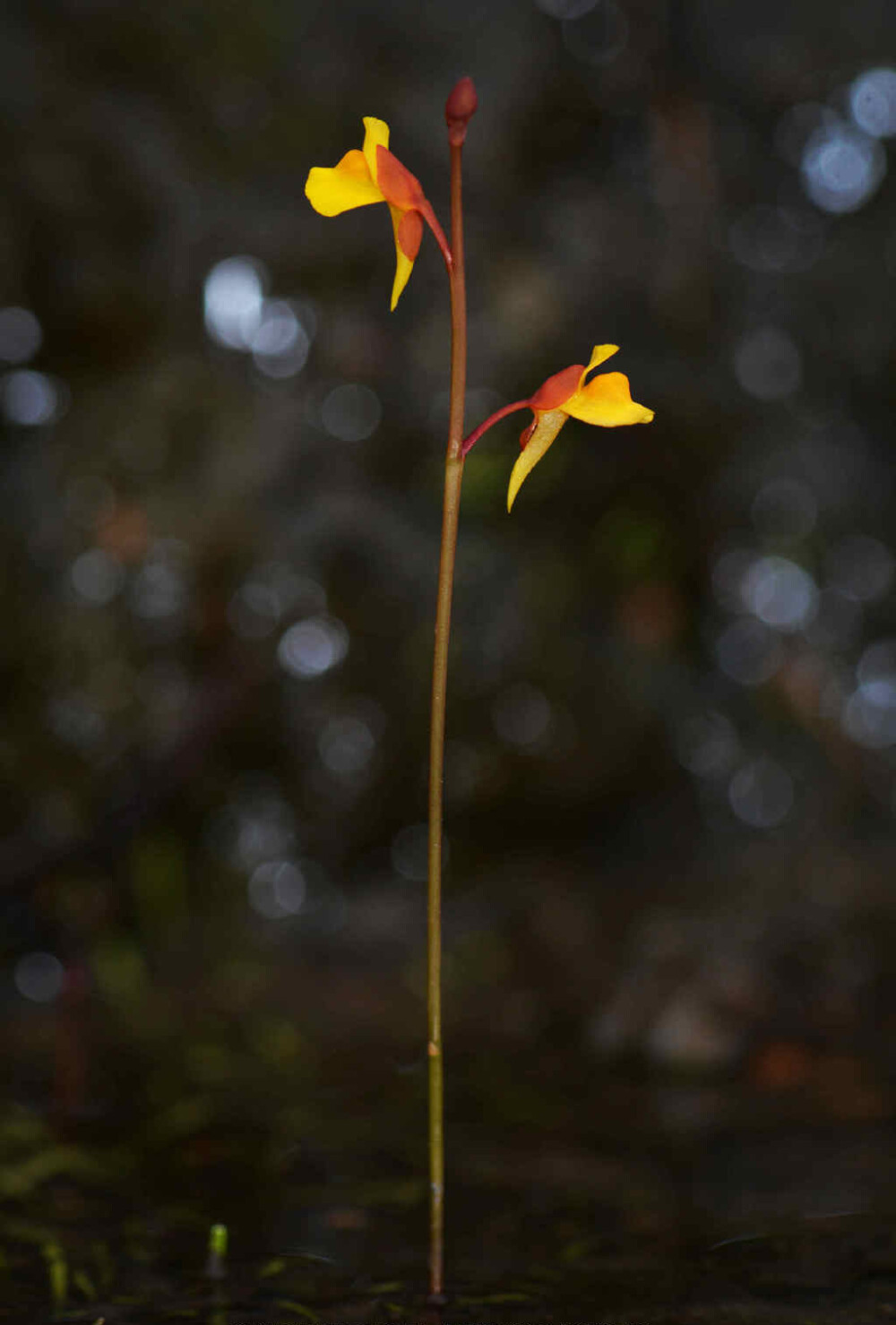 Utricularia bifida 挖耳草（两裂狸藻），狸藻科狸藻属。