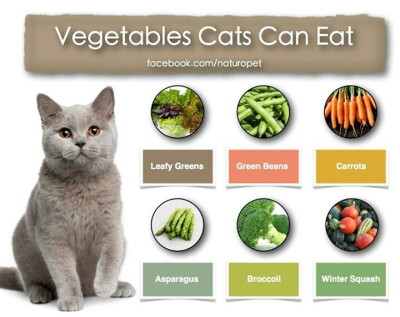 vegetable cats can eat