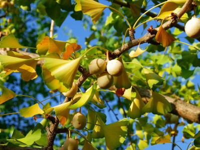 銀杏（學名：Ginkgo biloba），落葉喬木，壽命可達3000年以上。又名公孫樹、鴨腳樹、鴨腳子等[4]，其果實稱為白果。