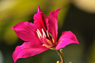 洋紫荆花，香港区花（拉丁文名：Bauhinia blakeana Dunn.） 又名：红花紫荆或红花羊蹄甲。为苏木科、羊蹄甲属乔木；树皮含单宁，可用作鞣料和染料；树根、树皮和花朵还可以入药。紫荆花也是重要的园林绿化苗木。有极…