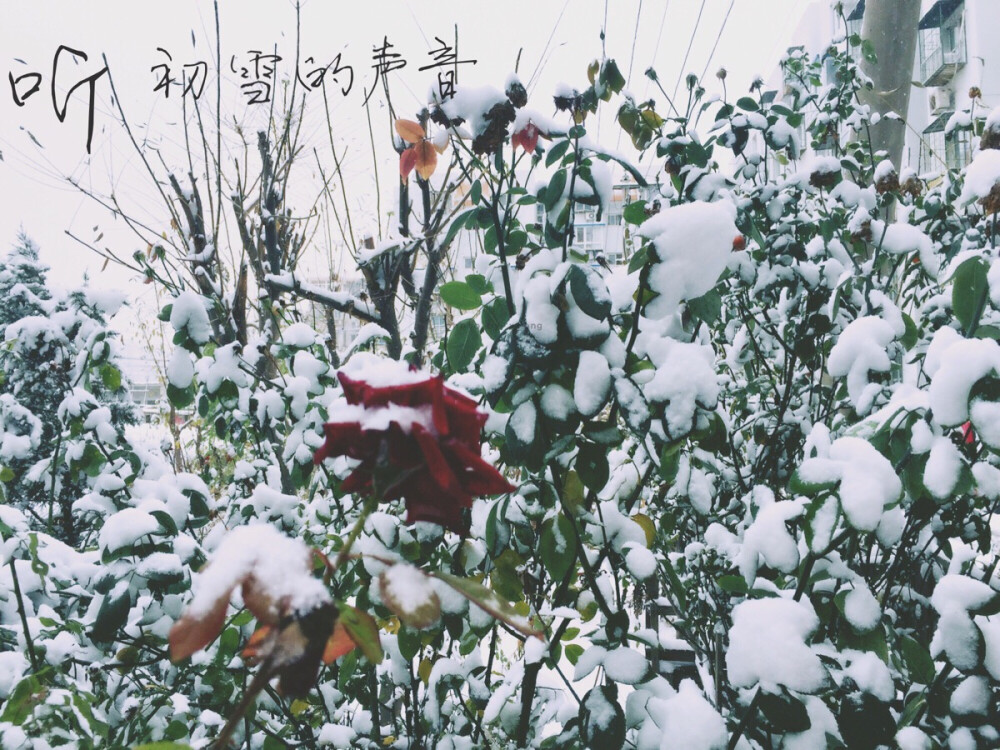 初雪的声音