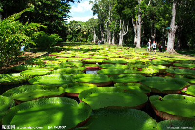 王莲(学名:Victoria regia Lindl.)是睡莲科王莲属植物。多年生或一年生大型浮叶草本，有直立的根状短茎和发达的不定须根，白色。拥有巨型奇特似盘的叶片，浮于水面，十分壮观，并以它娇容多变的花色和浓厚的香味闻名…