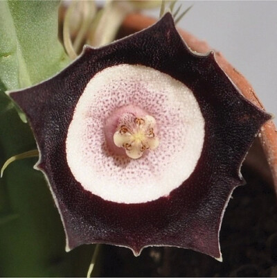 剑龙角 Huernia oculata：称剑龙阁、紫花龙角，原产于南非和阿拉伯。萝蘑科剑龙角属，又多年生花卉，是一种多肉植物。